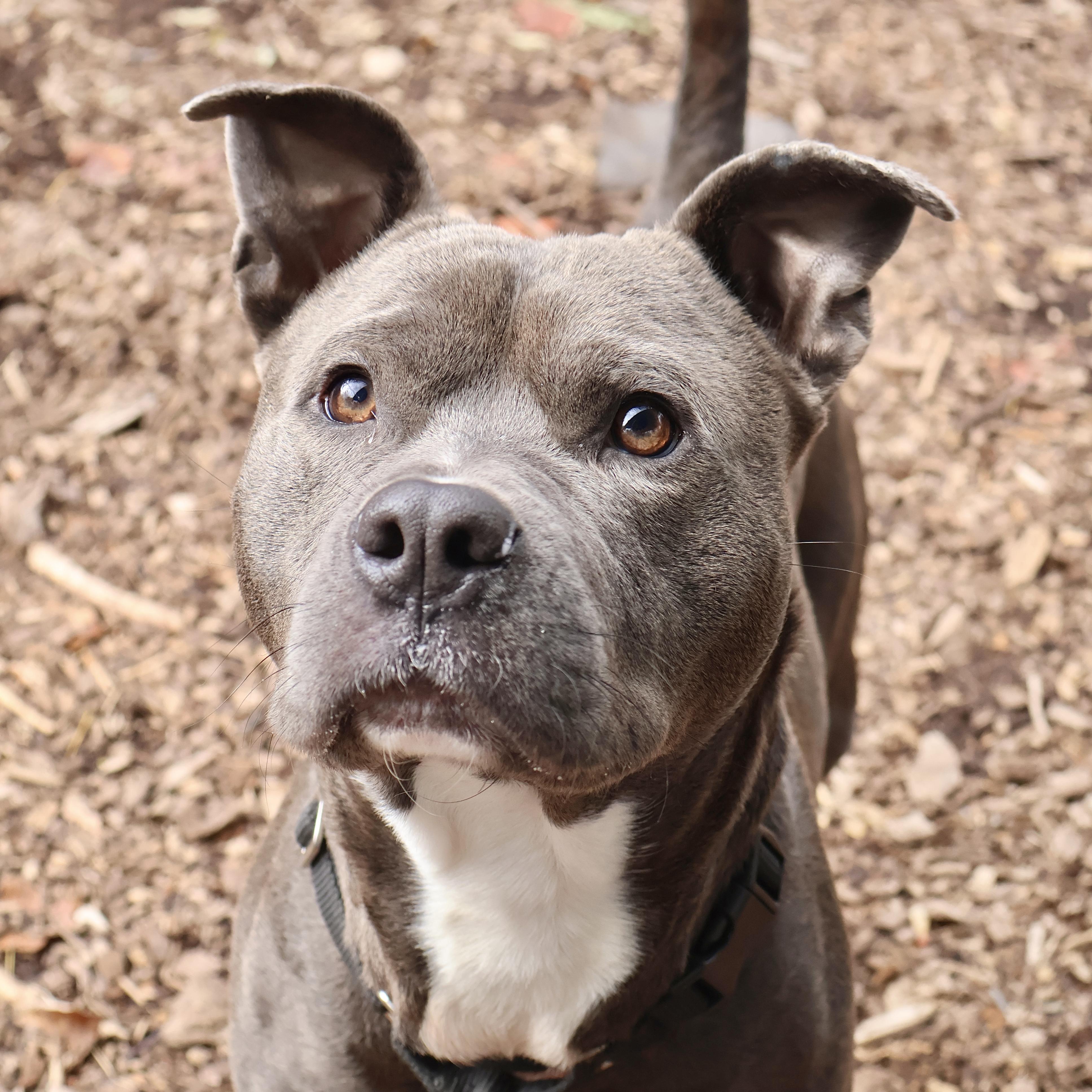 Wally **I'm available for foster to adopt!**