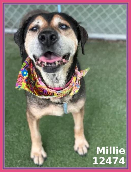 MILLIE