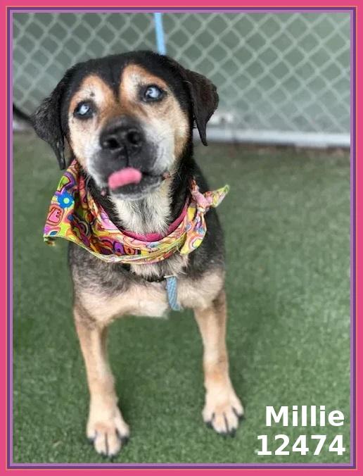 MILLIE