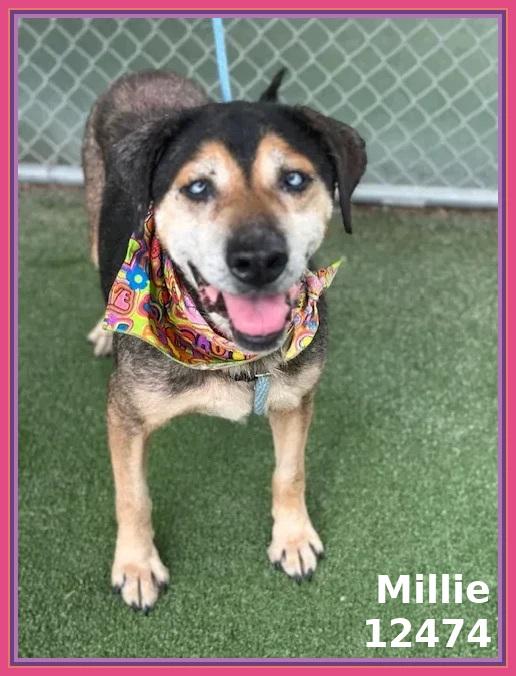 MILLIE