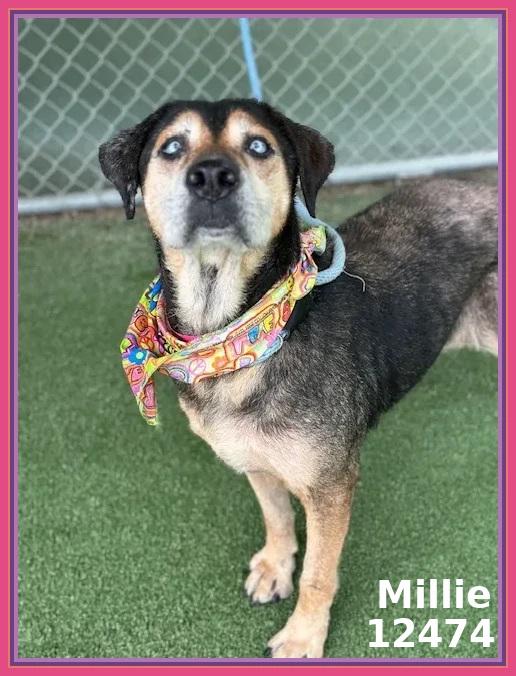 MILLIE