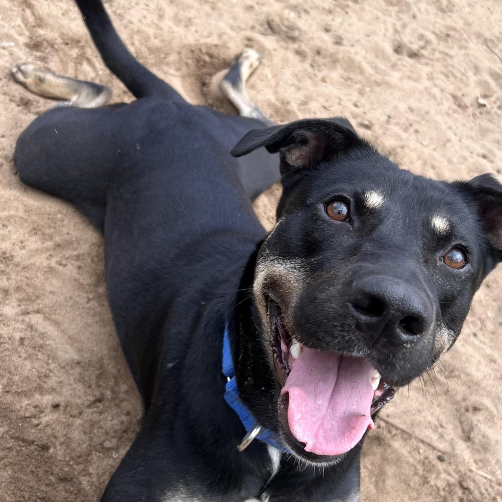 Enlarge Cassian, a Adoptable Mixed Breed in Pensacola, FL image 2/3