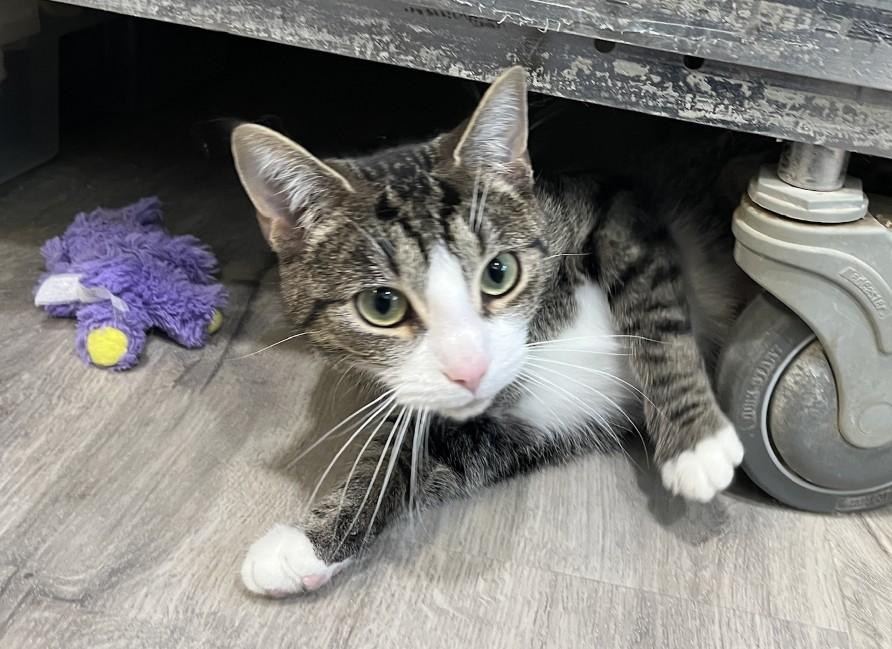 Enlarge OPALE (CR/SC), a Adoptable Domestic Short Hair in Sainte-Angele-de-Monnoir, QC image 4/6