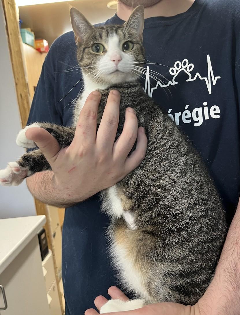 Enlarge OPALE (CR/SC), a Adoptable Domestic Short Hair in Sainte-Angele-de-Monnoir, QC image 5/6