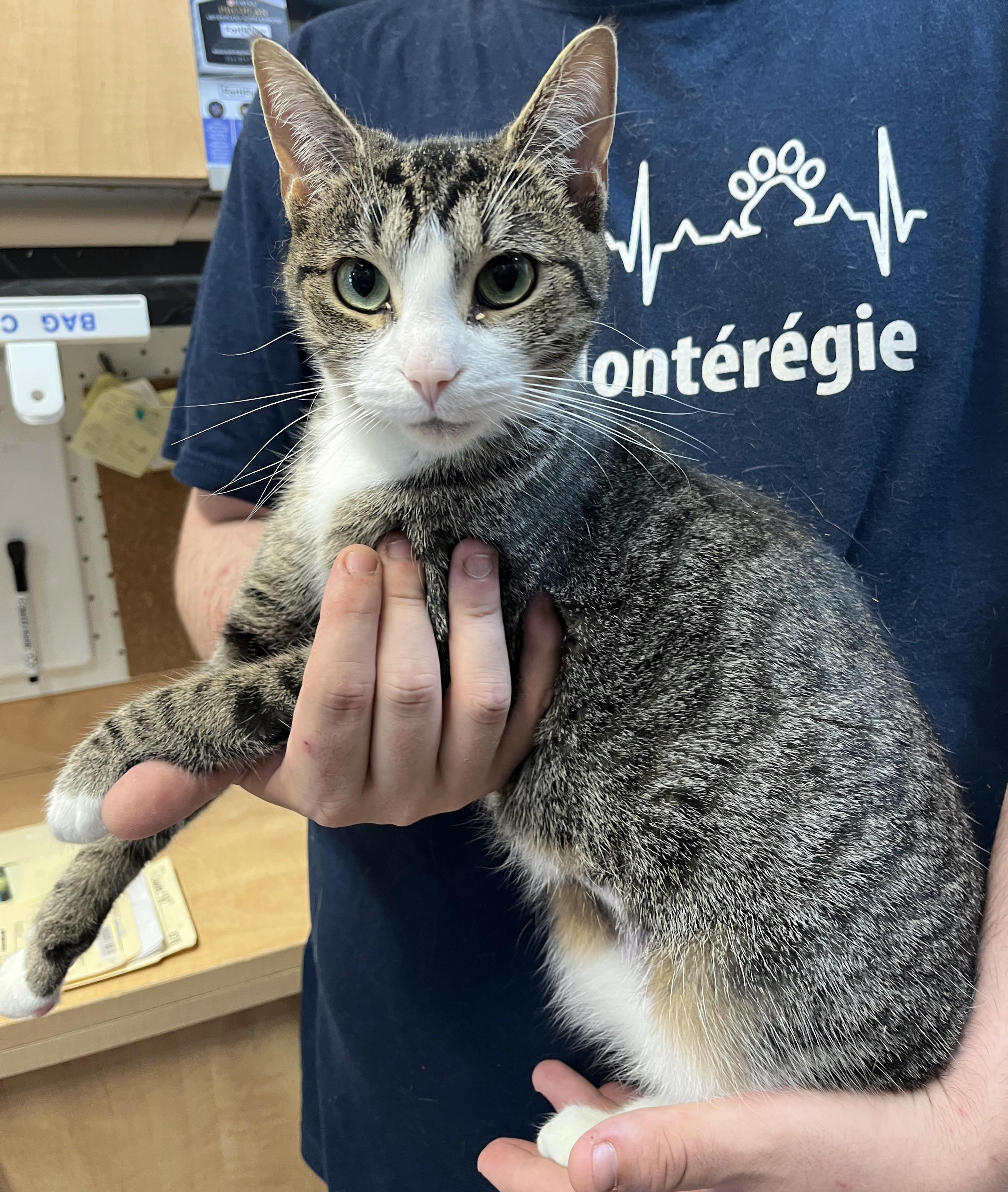 OPALE (CR/SC), Adoptable, Young Female Domestic Short Hair.