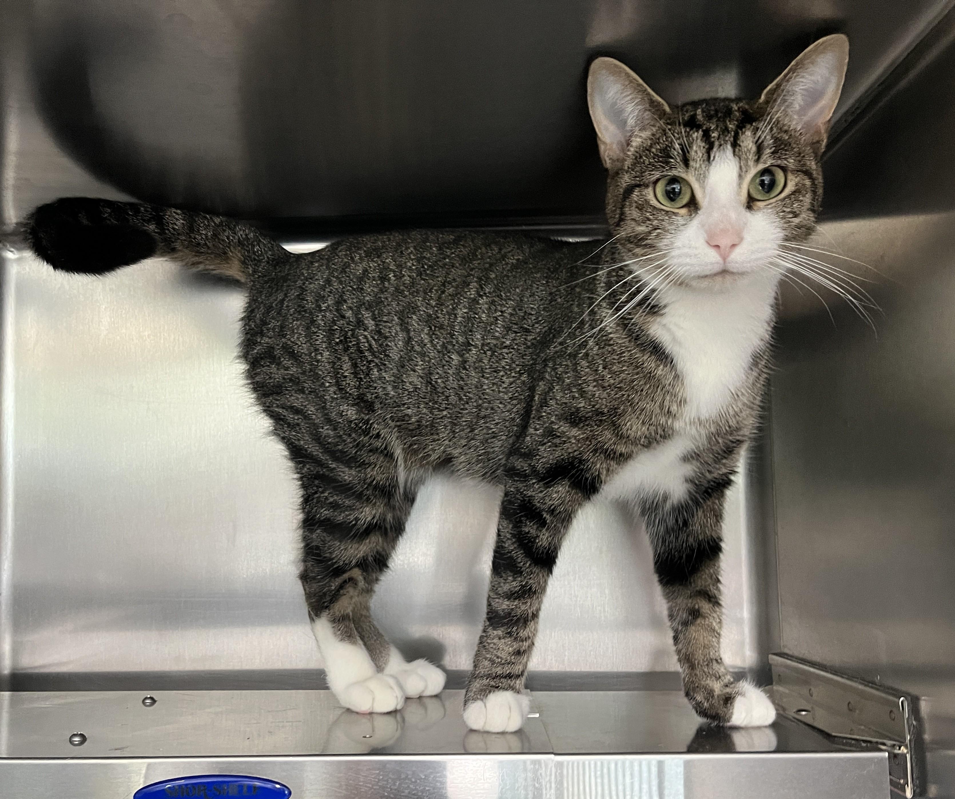 Enlarge OPALE (CR/SC), a Adoptable Domestic Short Hair in Sainte-Angele-de-Monnoir, QC image 2/6