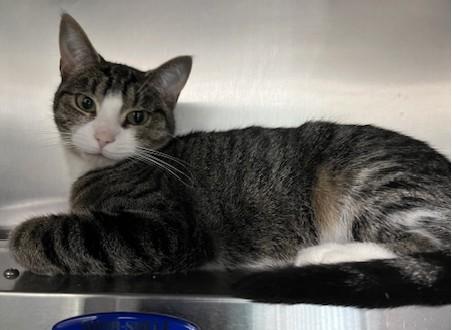Enlarge OPALE (CR/SC), a Adoptable Domestic Short Hair in Sainte-Angele-de-Monnoir, QC image 3/6