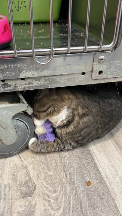 Enlarge OPALE (CR/SC), a Adoptable Domestic Short Hair in Sainte-Angele-de-Monnoir, QC video 6/6
