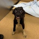 Enlarge Princess Oreo, a Adopted mixed breed in Allen, TX image 1/1
