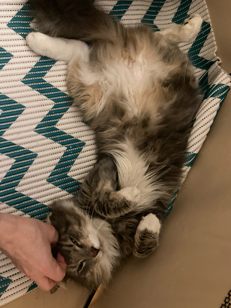 Greta, Adopted, Young Female Maine Coon.