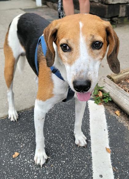 Buddy HW+ (@ Foster), Adoptable, Adult Male Hound & Mixed Breed.