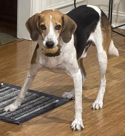 Buddy HW+ (@ Foster), Adoptable, Adult Male Hound & Mixed Breed.