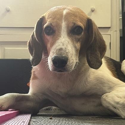 Enlarge Buddy HW+ (@ Foster), a Adoptable mixed breed in Conway, SC image 2/3