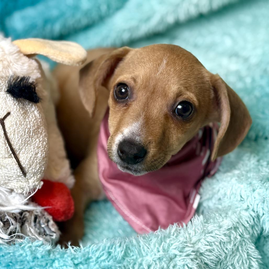 Enlarge Jack - a sweet boy in Jersey from Jack! , a Adoptable Chihuahua in Princeton, NJ image 4/6
