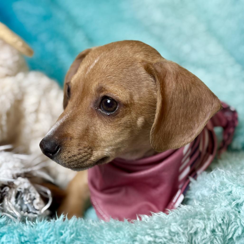 Enlarge Jack - a sweet boy in Jersey from Jack! , a Adoptable Chihuahua in Princeton, NJ image 2/6