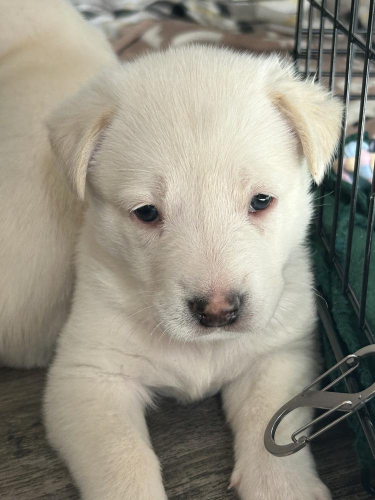 Enlarge Bolt, a Adoptable mixed breed in Pleasant Hill, CA image 1/3