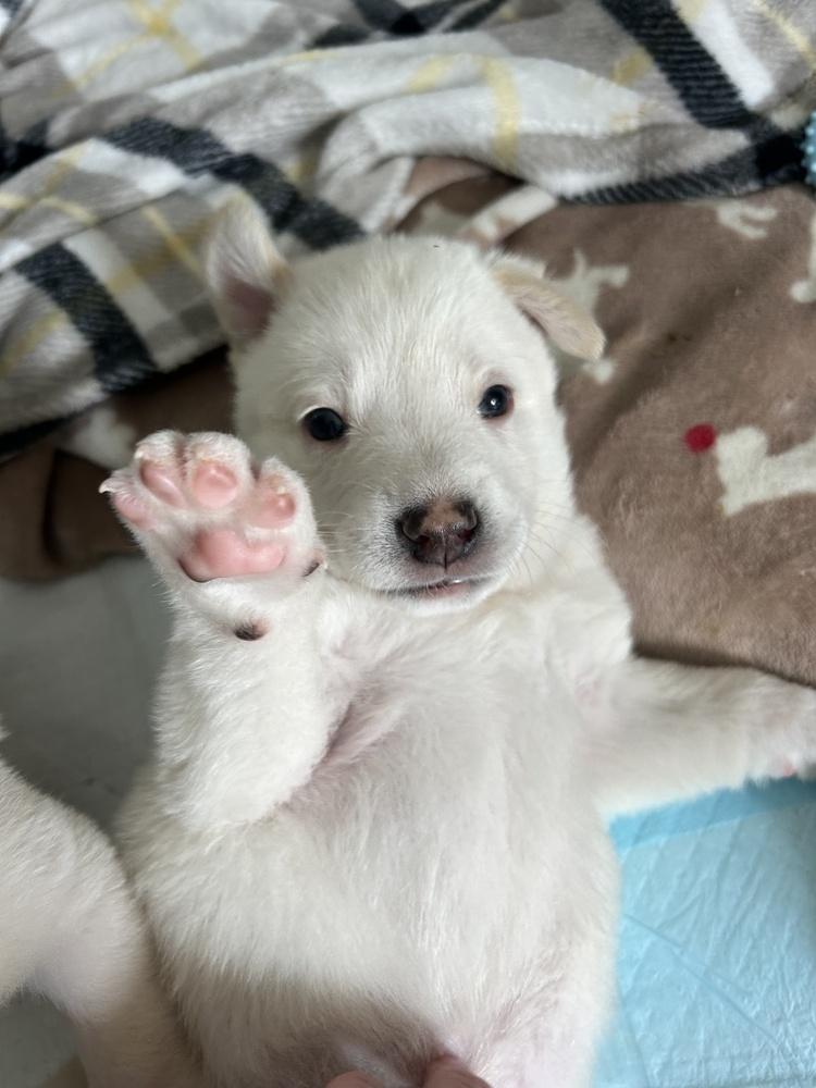 Enlarge Bolt, a Adoptable mixed breed in Pleasant Hill, CA image 3/3