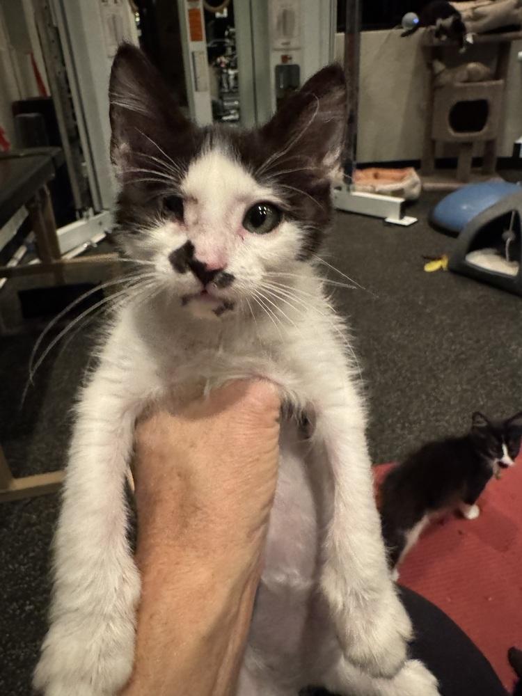 Turbo, Adopted, Kitten Male Domestic Short Hair.