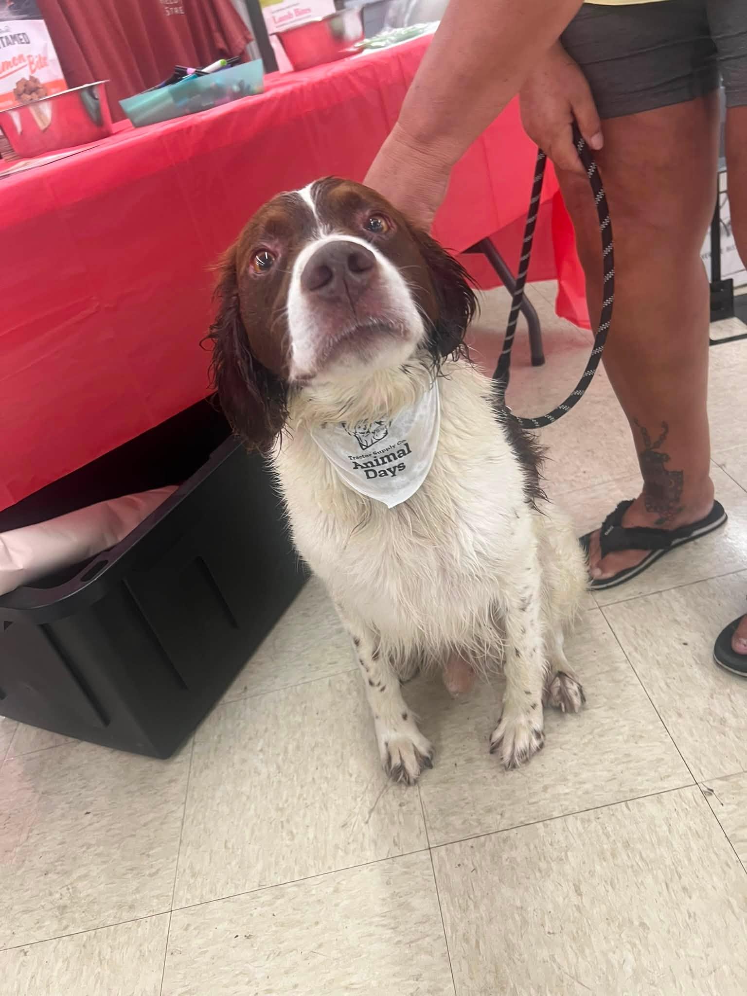 Enlarge OH/Bear, a Adoptable Brittany Spaniel in Kent, OH image 1/3
