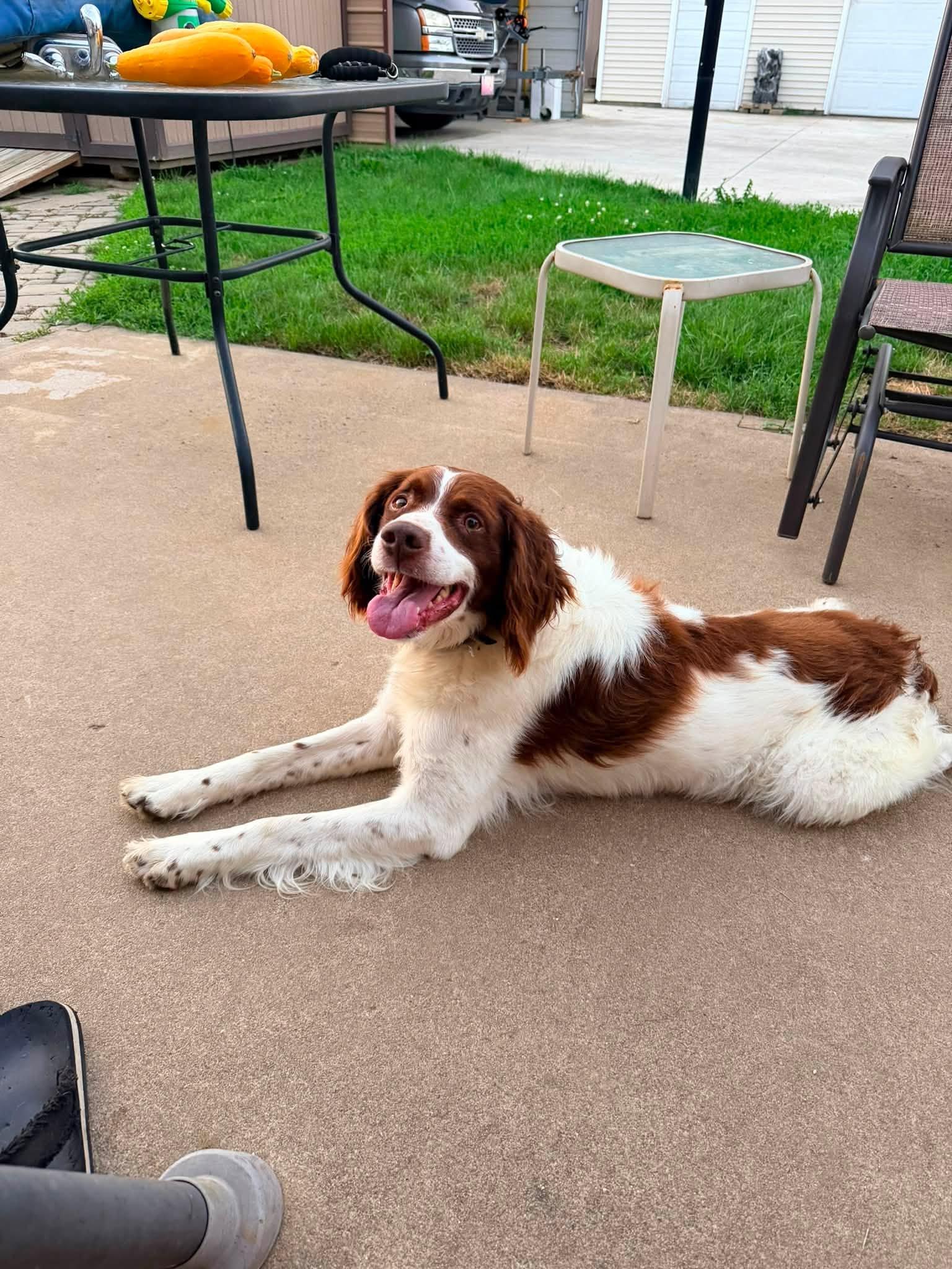 Enlarge OH/Bear, a Adoptable Brittany Spaniel in Kent, OH image 2/3