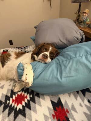 Enlarge OH/Bear, a Adoptable Brittany Spaniel in Kent, OH image 3/3