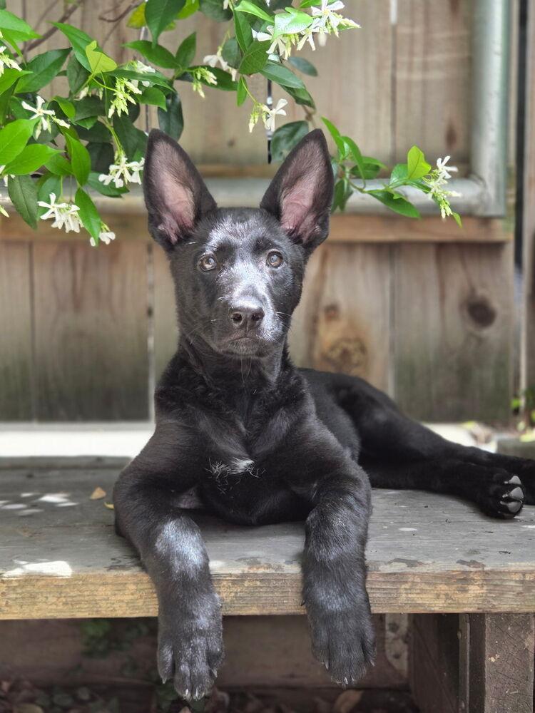 Itsy Bitsy, Adoptable, Puppy Female German Shepherd Dog & Husky.