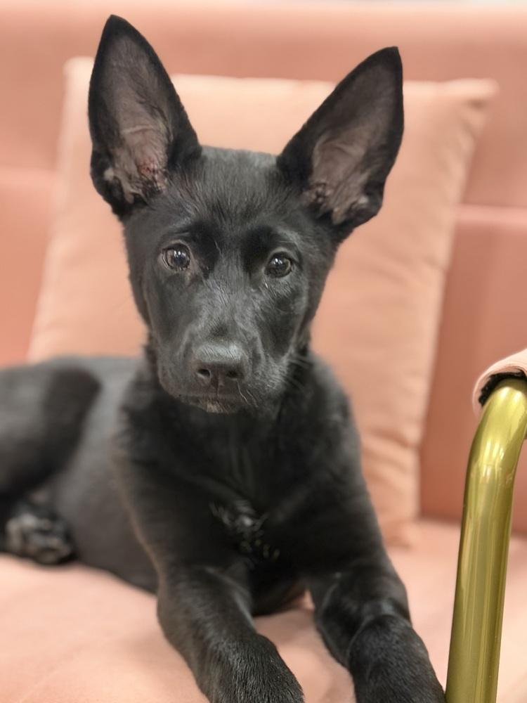 Enlarge Itsy Bitsy, a Adoptable mixed breed in Pleasant Hill, CA image 2/6