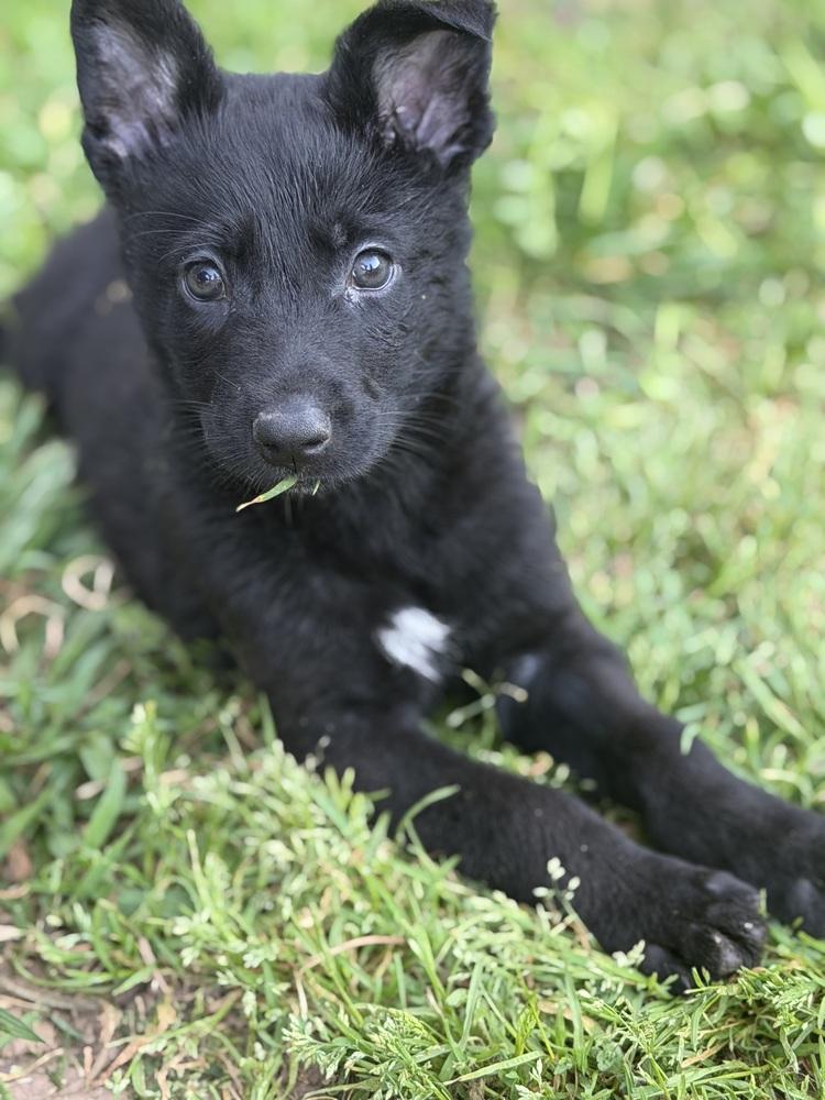 Enlarge Itsy Bitsy, a Adoptable mixed breed in Pleasant Hill, CA image 3/6
