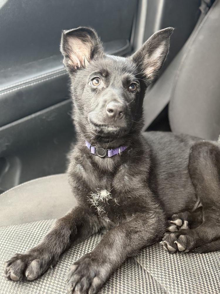 Enlarge Itsy Bitsy, a Adoptable mixed breed in Pleasant Hill, CA image 4/6