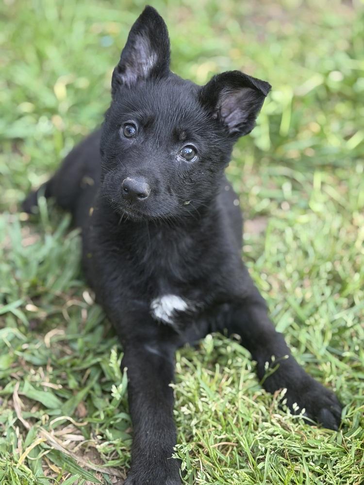 Enlarge Itsy Bitsy, a Adoptable mixed breed in Pleasant Hill, CA image 5/6
