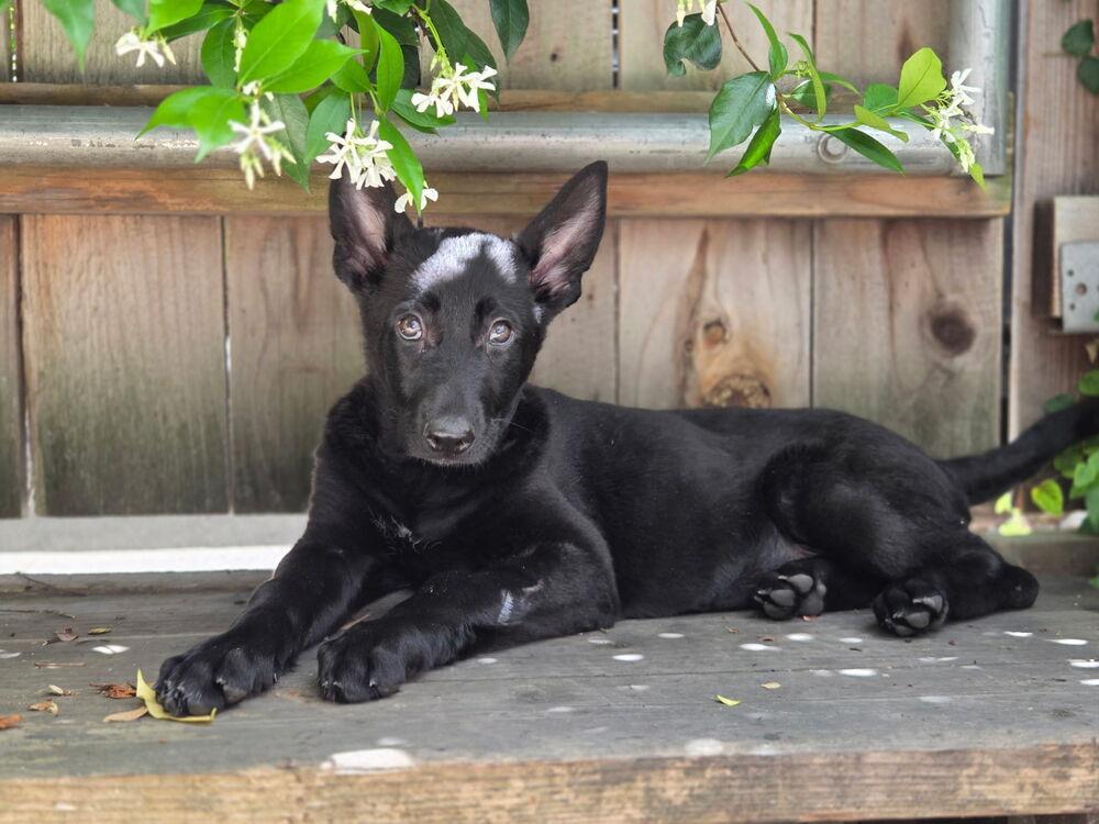 Enlarge Itsy Bitsy, a Adoptable mixed breed in Pleasant Hill, CA image 6/6