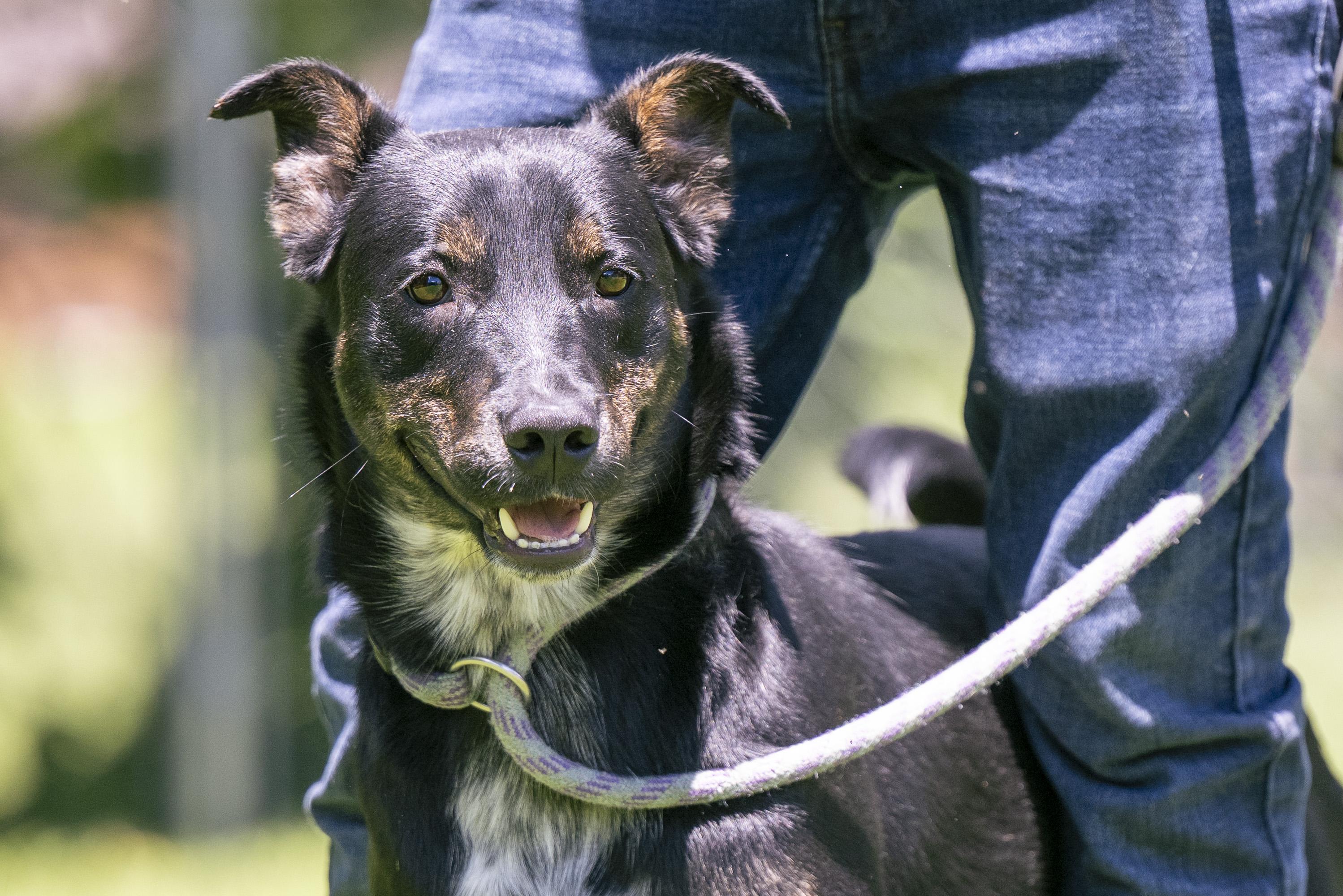 Enlarge Baylor, a ADOPTABLE Mixed Breed in Terre Haute, IN image 1/6