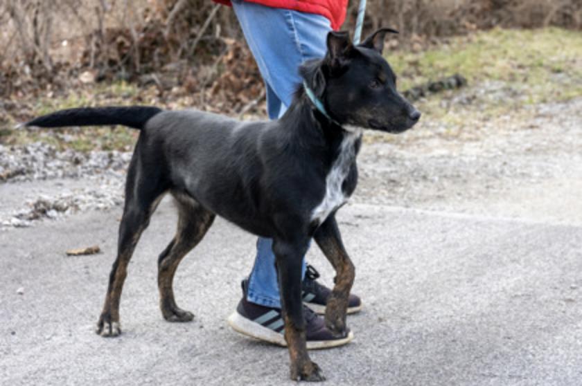 Baylor, a ADOPTABLE Mixed Breed in Terre Haute, IN image 2/3