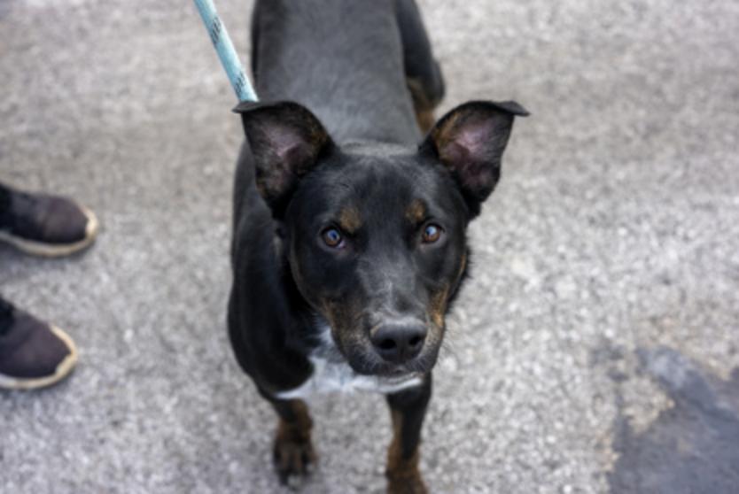 Baylor, ADOPTABLE, Young Male Mixed Breed.