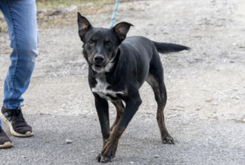Baylor, a ADOPTABLE Mixed Breed in Terre Haute, IN image 3/3