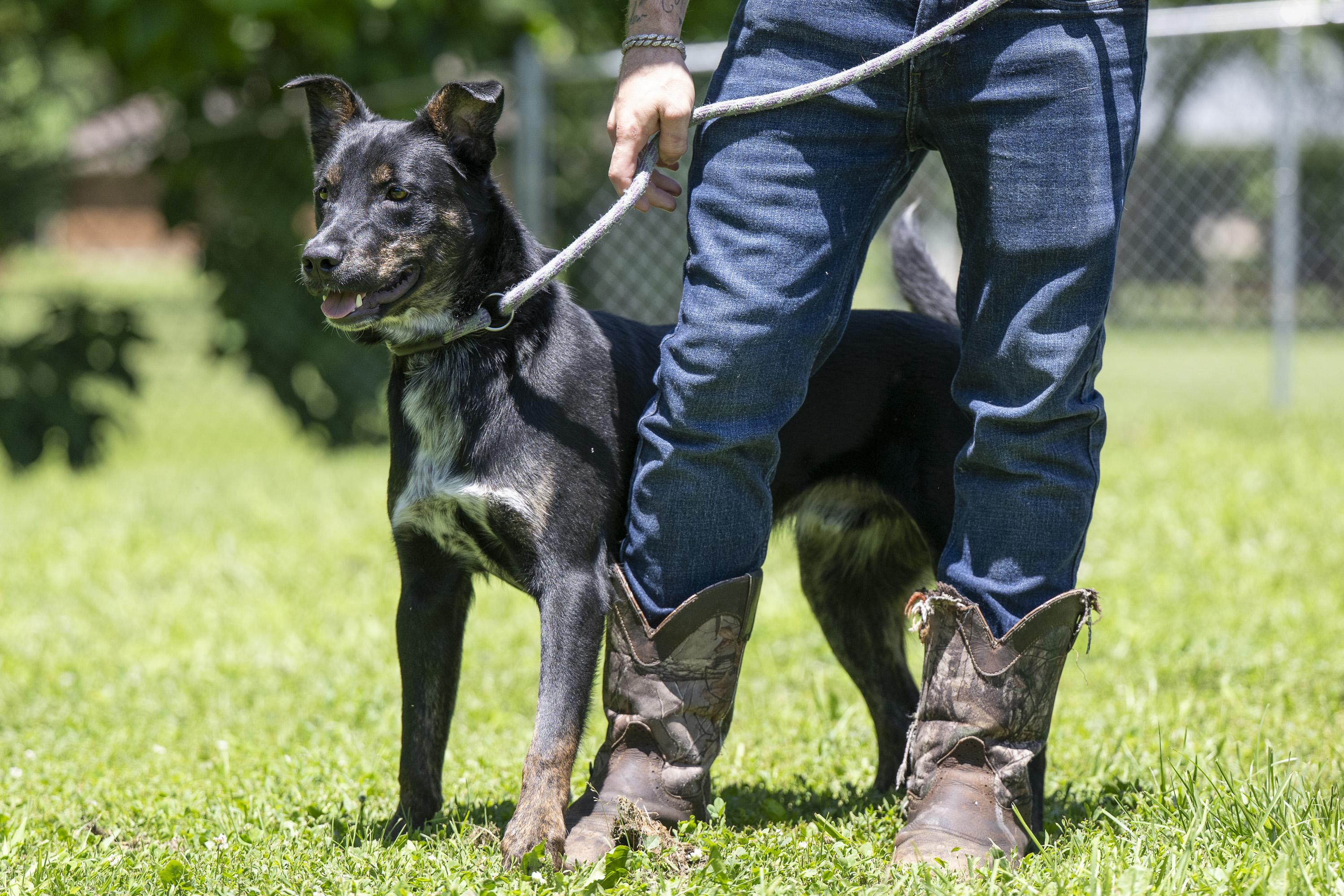Enlarge Baylor, a ADOPTABLE Mixed Breed in Terre Haute, IN image 2/6