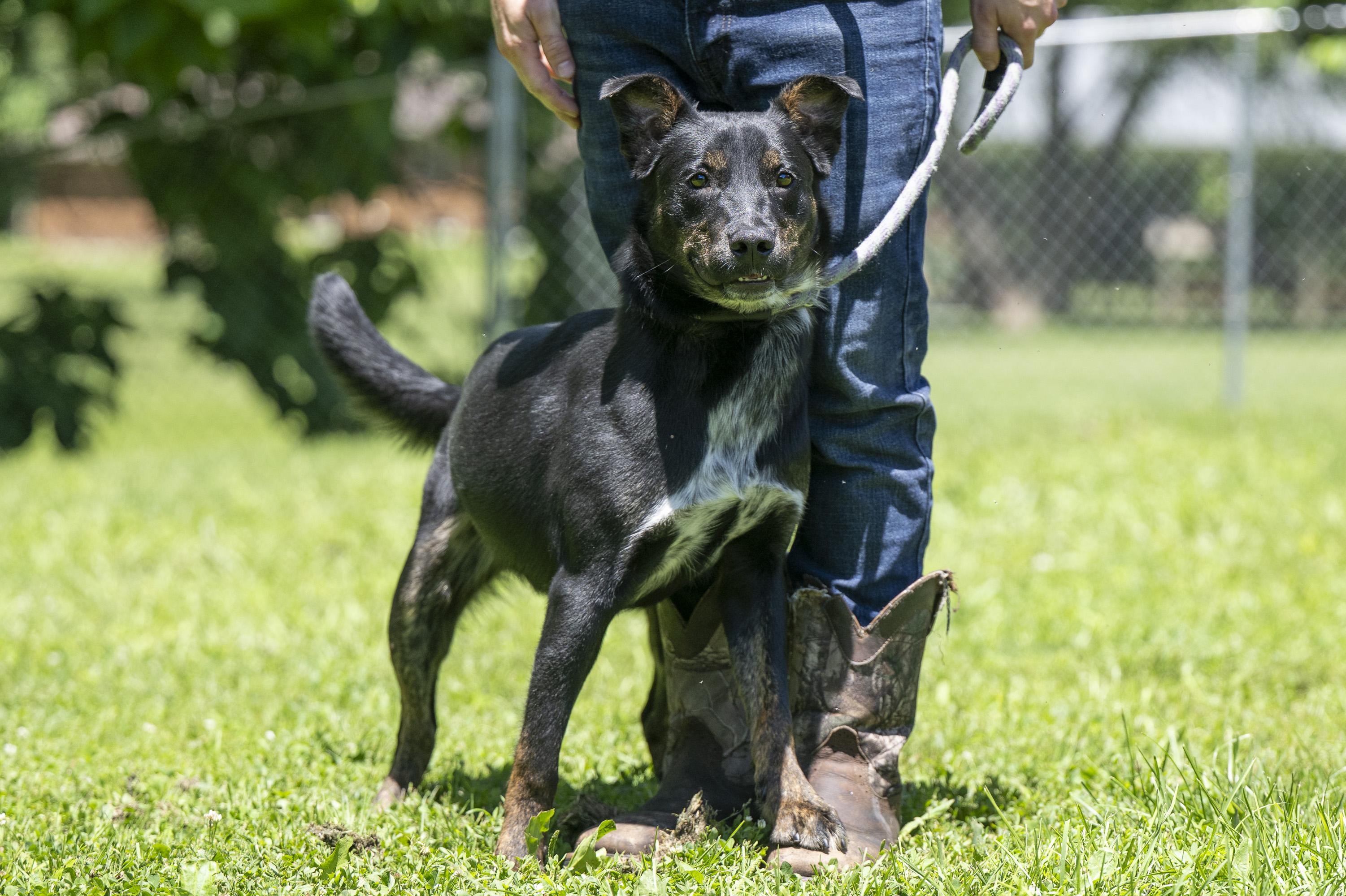 Enlarge Baylor, a ADOPTABLE Mixed Breed in Terre Haute, IN image 3/6