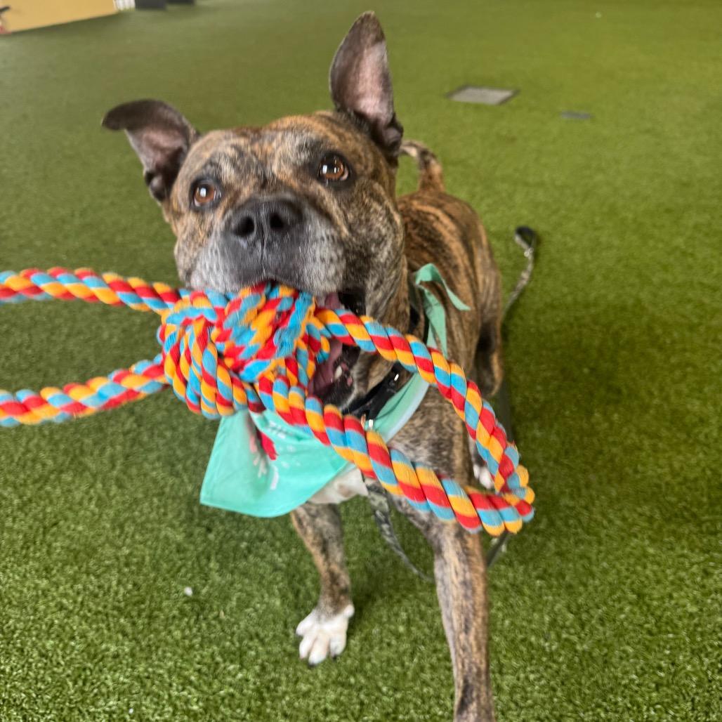 Ernie, Adoptable, Adult Male Boxer & Mixed Breed.