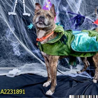 Ernie, Adoptable, Adult Male Boxer & Mixed Breed.