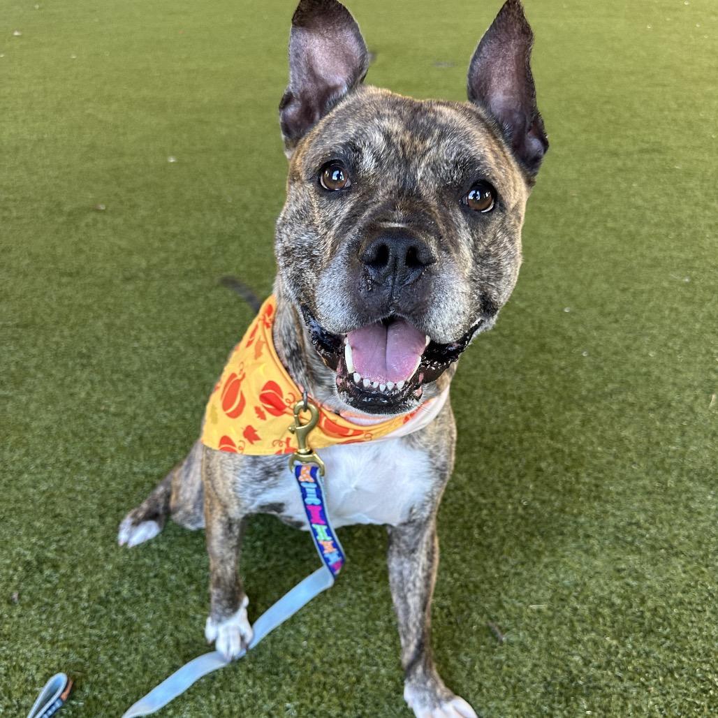 Enlarge Ernie, a Adoptable mixed breed in West Palm Beach, FL image 3/6