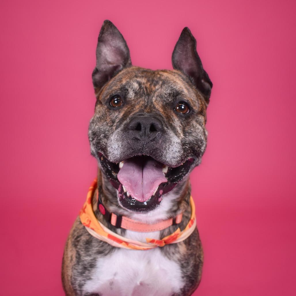 Enlarge Ernie, a Adoptable mixed breed in West Palm Beach, FL image 3/6