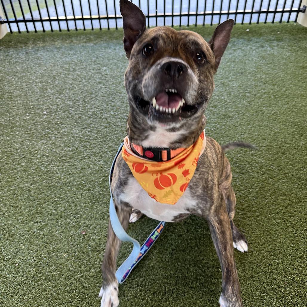 Enlarge Ernie, a Adoptable mixed breed in West Palm Beach, FL image 4/6