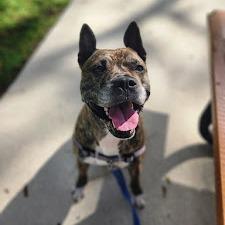 Enlarge Ernie, a Adoptable mixed breed in West Palm Beach, FL image 5/6