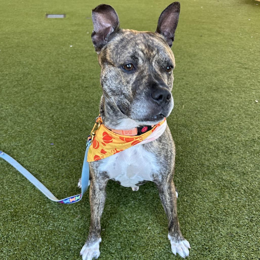 Enlarge Ernie, a Adoptable mixed breed in West Palm Beach, FL image 6/6