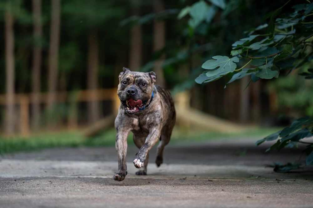 Melody, Adoptable, Adult Female American Bully & American Bulldog.