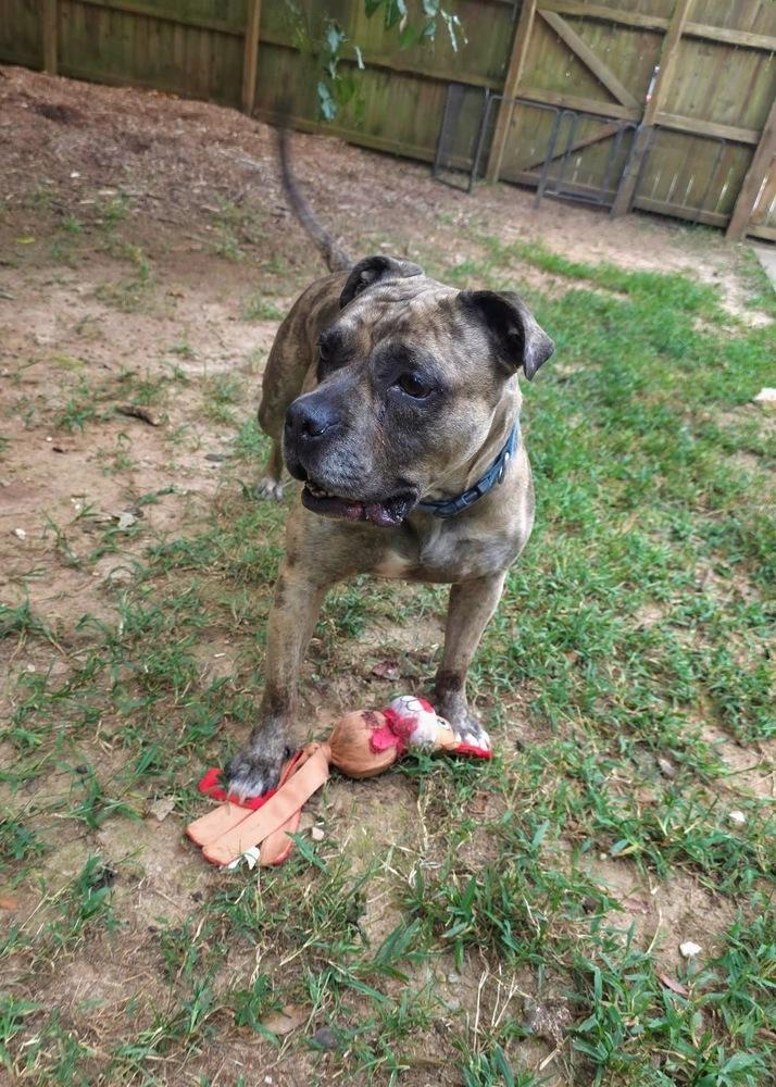 Enlarge Melody, a Adoptable mixed breed in Wake Forest, NC image 3/6