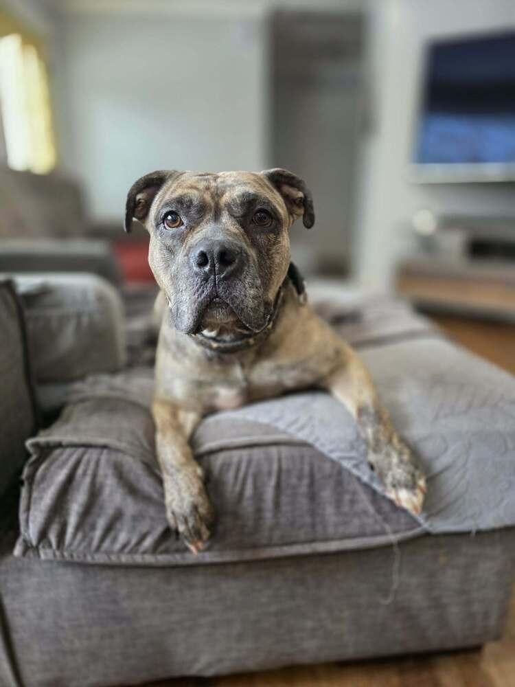 Enlarge Melody, a Adoptable mixed breed in Wake Forest, NC image 4/6