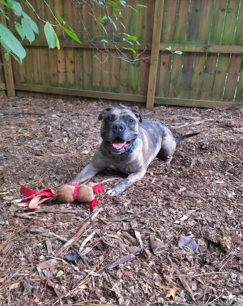 Enlarge Melody, a Adoptable mixed breed in Wake Forest, NC image 6/6