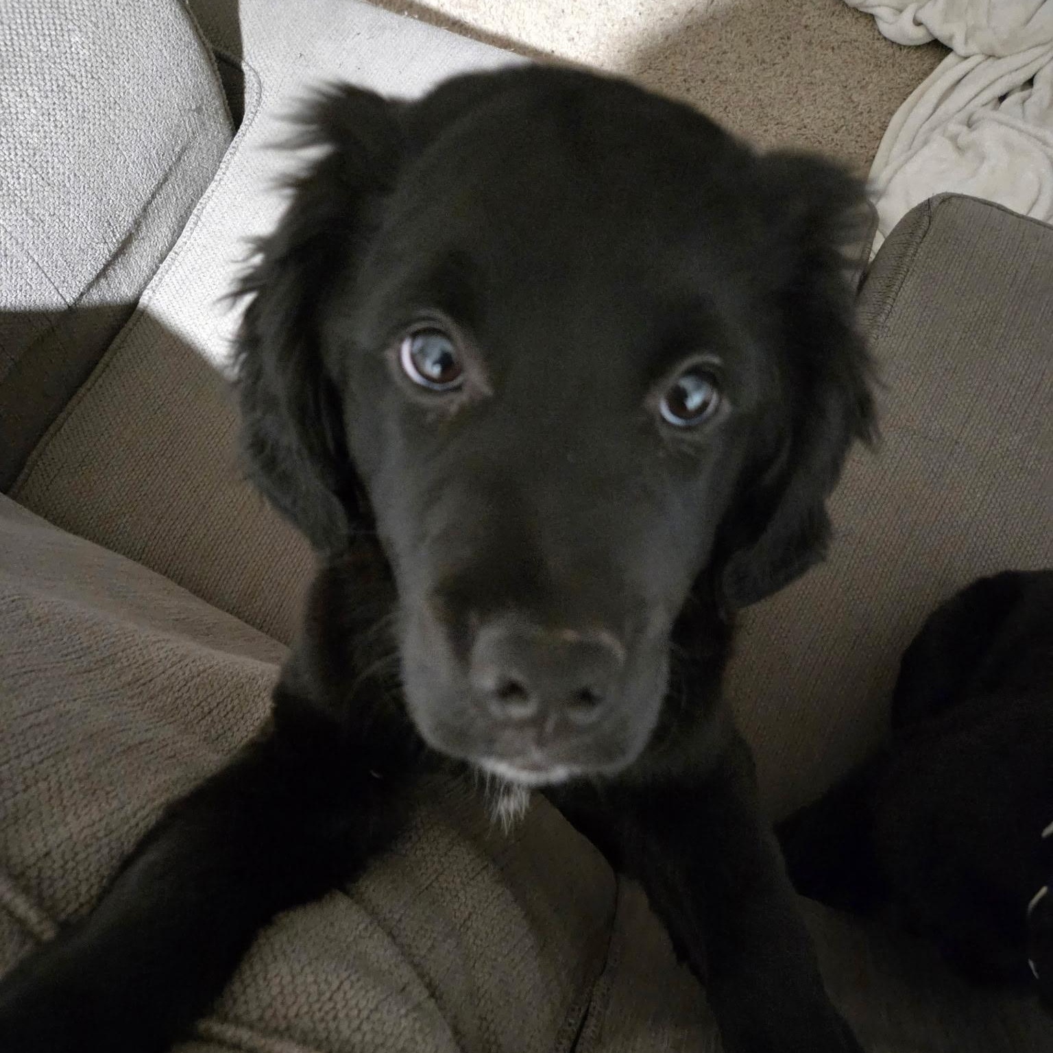 Enlarge Louie, a Adoptable mixed breed in Omaha, NE image 1/6