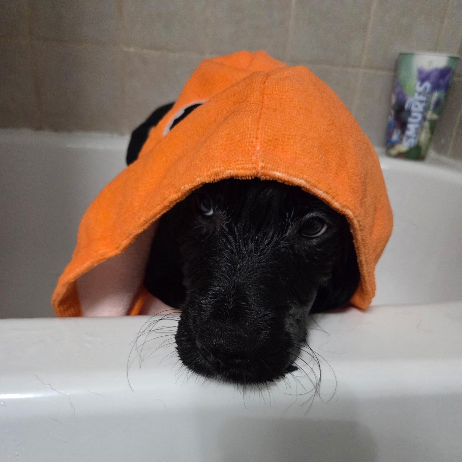 Enlarge Louie, a Adoptable mixed breed in Omaha, NE image 2/6